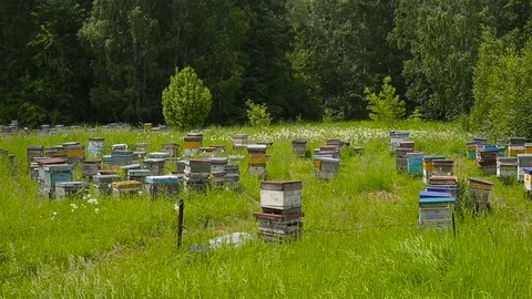 Bee apiary at the edge of the forest. Bee houses. Stock Footage 81189210