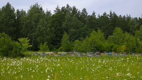 Bee apiary at the edge of the forest. Bee houses. Vidéo 84661517