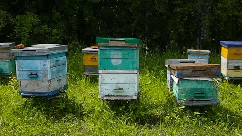 Bee apiary at the edge of the forest. Bee houses. Stock-Footage 84662027