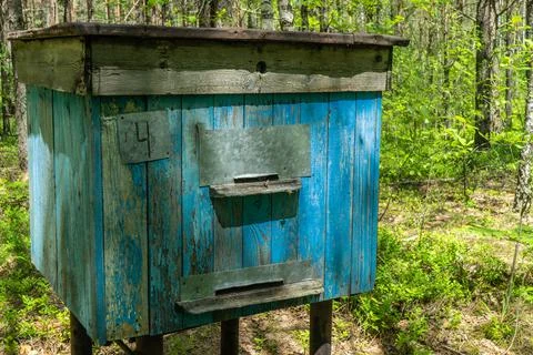 Bee apiary in the forest. Bee hives in an ecologically clean place. Stock Photos