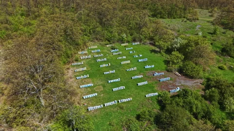 Bee apiary located in a field surrounded by trees where beekeeping is taking Stock Footage 337914411