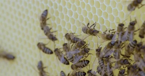 Bee apiary. Macro shot of a bee frame. Bees crawling along the honeycombs Stock Footage 140036581