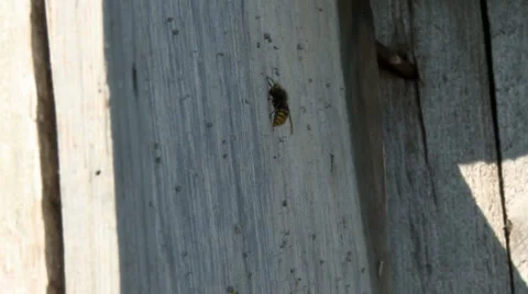 Bee on an apiary in summer day Stock Footage 68787708