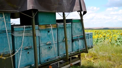 Bee apiary on a sunny summer day. Stock Footage 341106964