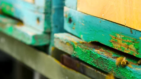 Bee apiary on a sunny summer day. Stock Footage 341107161