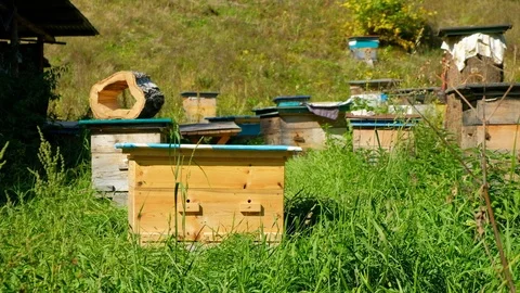 Bee apiary in the woods. Beekeeping Stock Footage 116091884