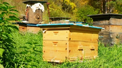 Bee apiary in the woods. Beekeeping Stock Footage 116092772