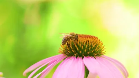 Bee (Apis) on coneflower (Echinacea), Ternitz, Lower Austria, Austria Stock Footage 327099325