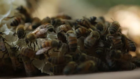 Bee Apis Mellifera Creating Hive Under Shade at Farm Shot With with Macro Lens Stock Footage