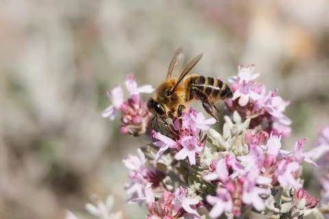Bee Apis mellifera during nectar collection on thyme (Thymus vulgaris) Stock Photos