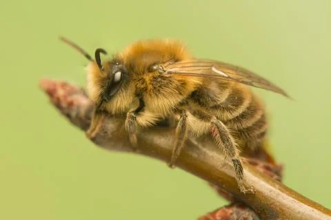 Bee - apis mellifera Stock Photos