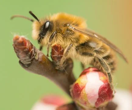 Bee - apis mellifera Stock Photos