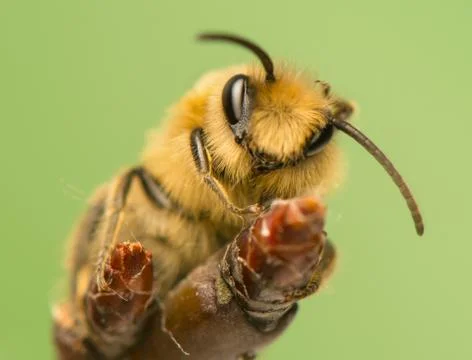 Bee - apis mellifera Stock Photos