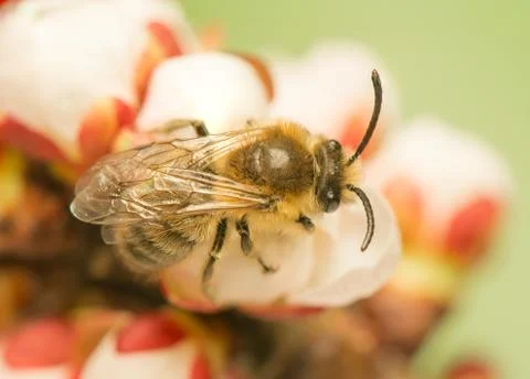 Bee - apis mellifera Foto stock