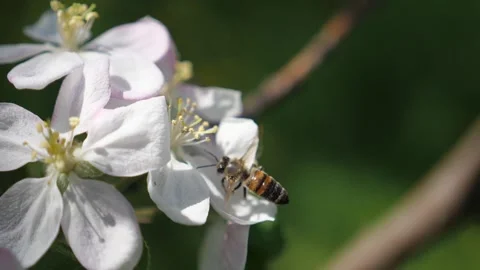 A bee on an apple blossom flower Stock Footage 282726164