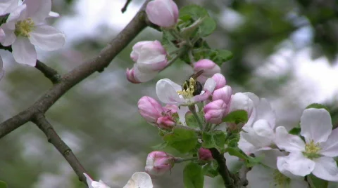 Bee on apple blossom Stock Footage 436007