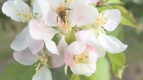 Bee on apple blossom  Stock Footage 531550