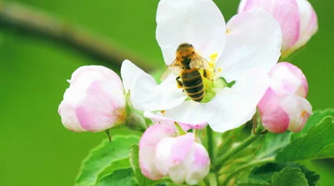 Bee on apple blossom. Stock Footage 51532166