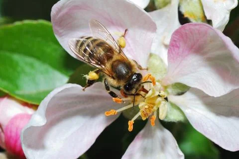 Bee on apple blossom Stock Photos