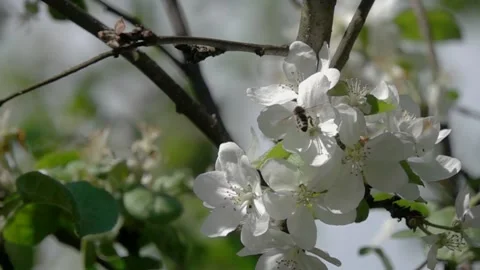 Bee is on Apple Blossom, slow motion video Видео 156405356