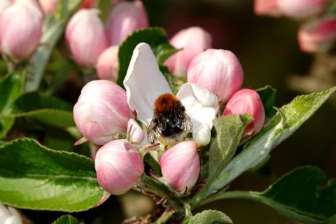 A bee on apple blossom in spring Stock Photos