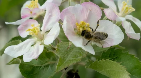 Bee on apple blossoming flowers. Video stock 63294362