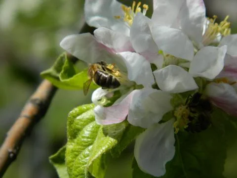 Bee on apple flower 1 Stock Photos