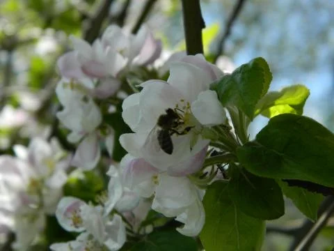 Bee on apple flower 3 Stock Photos