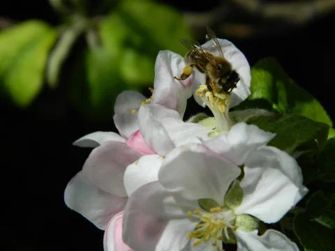 Bee on apple flower 4 Stock Photos