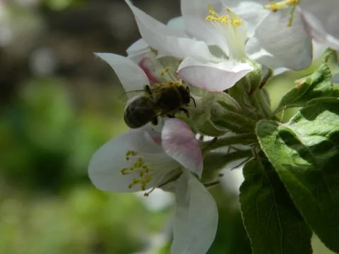Bee on apple flower 7 Stock Photos