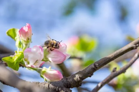 Bee on apple flower with pollen in springtime. Apple blossom macro with green Stock Photos