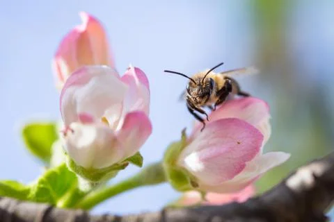 Bee on apple flower with pollen in springtime. Apple blossom macro with green Stock Photos