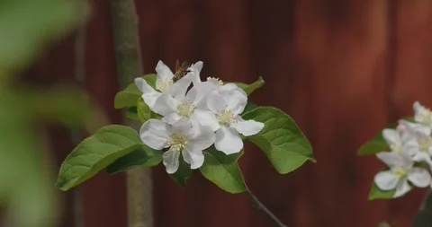 Bee on apple tree bloom in spring in slow motion Stock Footage 306174993