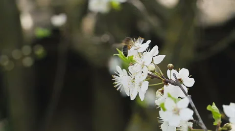 Bee on the apple tree. Blossom of the apple tree. Stockbeeldmateriaal 61130203