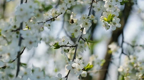 Bee on the apple tree. Blossom of the apple tree. 库存影片 61133778