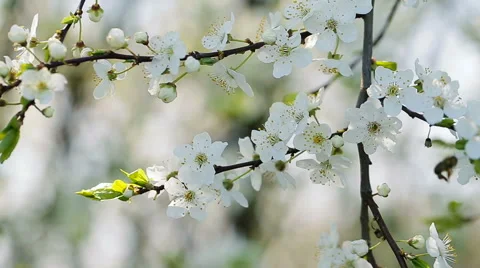Bee on the apple tree. Blossom of the apple tree. Stock Footage 61134110