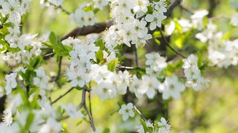 Bee on the apple tree. Blossom of the apple tree. Vídeo Stock 61134778