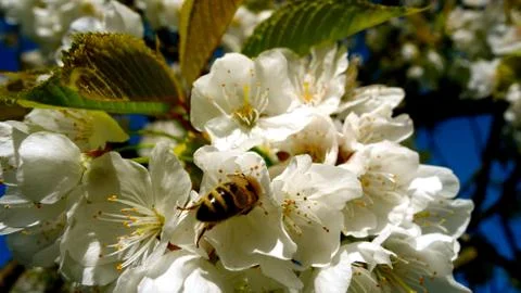 Bee. apple tree blossom. background 库存照片