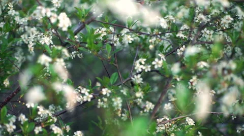 Bee on an apple tree blossom Stock Footage 64276550