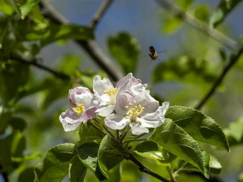 Bee on apple tree blossom Fotos Stock