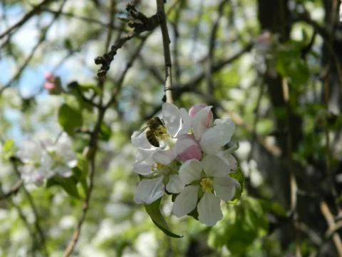 Bee on apple tree branch Stock Photos