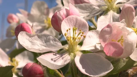 Bee on apple tree flower, 4k Stock Footage 98893503