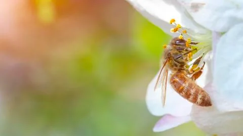 Bee on an apple tree flower. close up Stock Photos