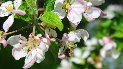 Bee on Apple tree flowers blossom, close up Stock Footage 201213222