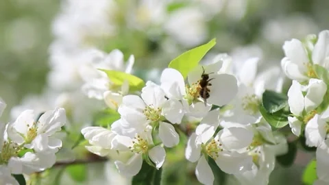 Bee on the Apple tree Stock Footage 146574177