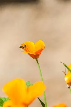 Bee appraching wildflower. Stock Photos