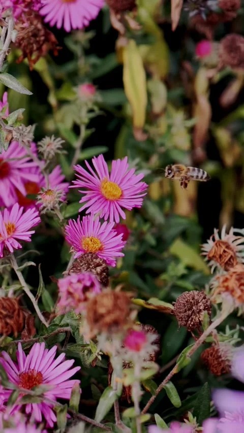 Bee approaching a pink flower in Ultra Slow Motion Vertical Footage Stock Footage 346069855