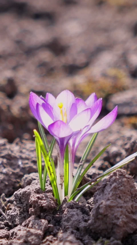 A bee approaching a purple crocus flower in early spring soil, capturing th.. Stock Footage 339851027