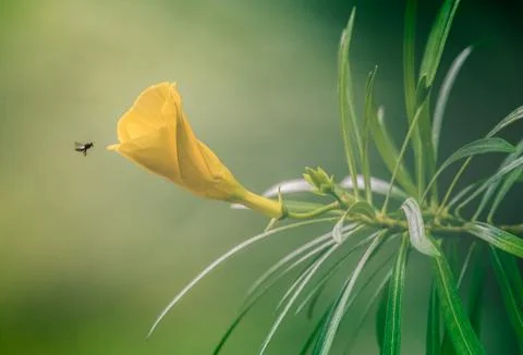 A bee approaching a yellow flower Stock Photos