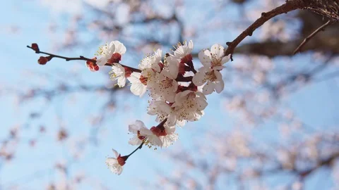 Bee on apricot flower. Video stock 126262706